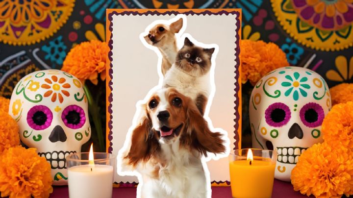 Día de Muertos 2025 para mascotas: fecha, significado y cómo crear el altar ideal para tus animales