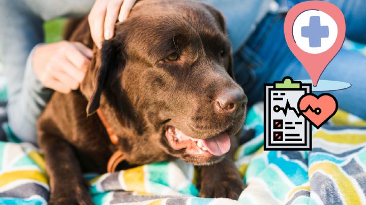 Golpe de calor en perros y gatos: Síntomas, tratamiento y qué hacer para salvar su vida