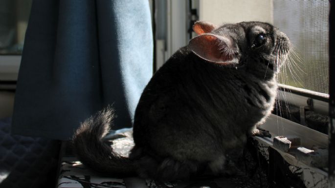 Así es tener una chinchilla como mascota: Razas, cuidados, qué debe tener su jaula y qué comen
