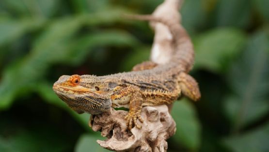 ¿Qué es el dragón barbudo y por qué lo recomiendan como mascota? Ventajas y cómo cuidarlo