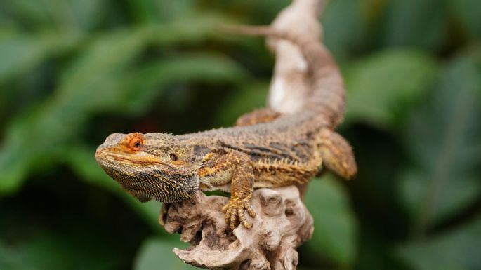 ¿Qué es el dragón barbudo y por qué lo recomiendan como mascota? Ventajas y cómo cuidarlo