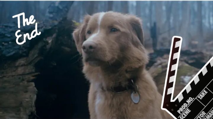 Good Boy: Final explicado de la película que protagoniza un perro