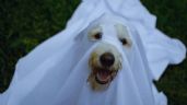 Foto ilustrativa de la nota titulada: ¿Vas a disfrazar a tu perro o gato este Halloween? Consejos para no incomodar a tu mascota