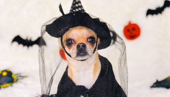 ¿No deberías disfrazar a tu perro en Halloween? Experto en lomitos lo explica