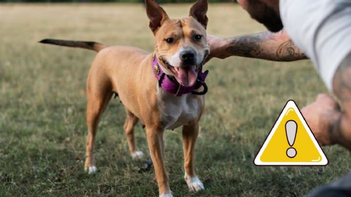 ¿Qué pasa si le hablas como bebé o le gritas a tu perro? Razones por las que deberías evitarlo