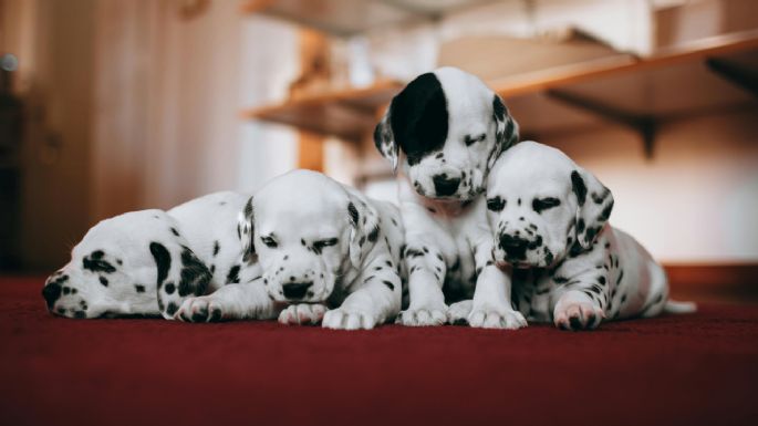 ¿Hasta qué edad una perrita pueden cruzarse y tener cachorros?