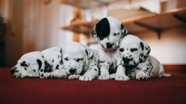 ¿Hasta qué edad una perrita pueden cruzarse y tener cachorros?