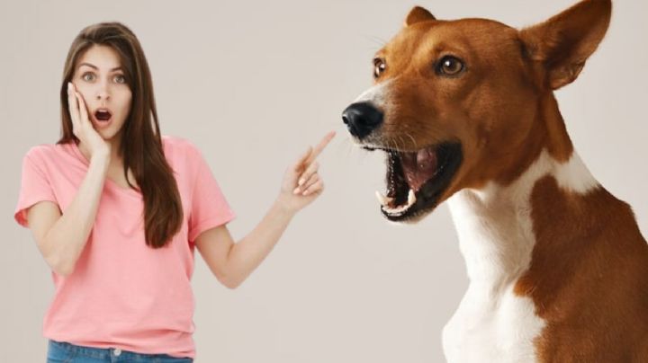 ¿Tu perro le ladra a algunas personas y a otras no? Esta es la explicación científica