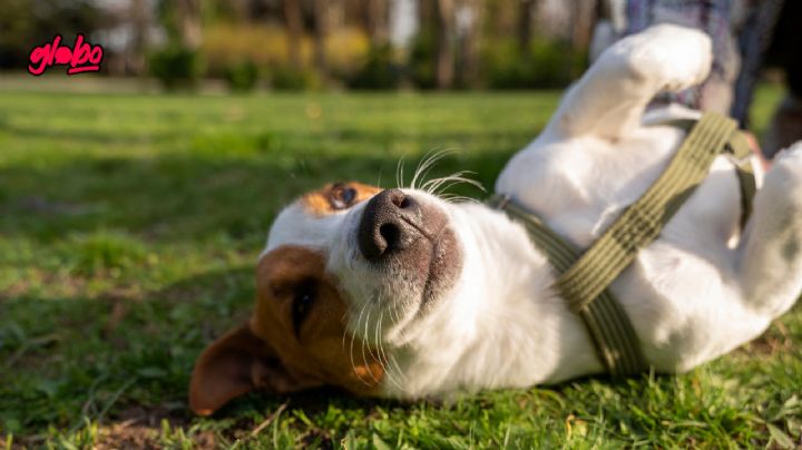 Las 10 razas de perros menos obedientes que necesitan mucha disciplina