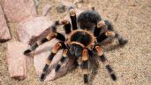 Foto ilustrativa de la nota titulada: ¿Es peligroso tener una tarántula como mascota? Conoce qué comen y cómo tenerla en casa