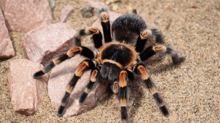 ¿Es peligroso tener una tarántula como mascota? Conoce qué comen y cómo tenerla en casa