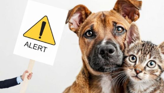 ¿Tu perra o tu gata puede seguir teniendo síntomas de estar en celo si está esterilizada?