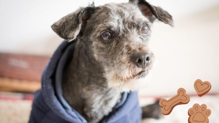 ¿Cuántos años vive un perro en edad de humanos? Así puedes calcularlo