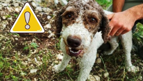 ¿Por qué tu perro se come su popó? Conoce qué es la Coprofagia y qué hacer si ingiere sus heces