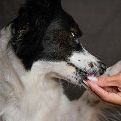¿Es bueno o malo tratar a los animales como personas? Los riesgos de la humanización de mascotas