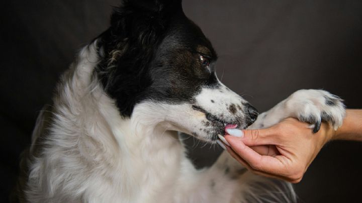 ¿Es bueno o malo tratar a los animales como personas? Los riesgos de la humanización de mascotas