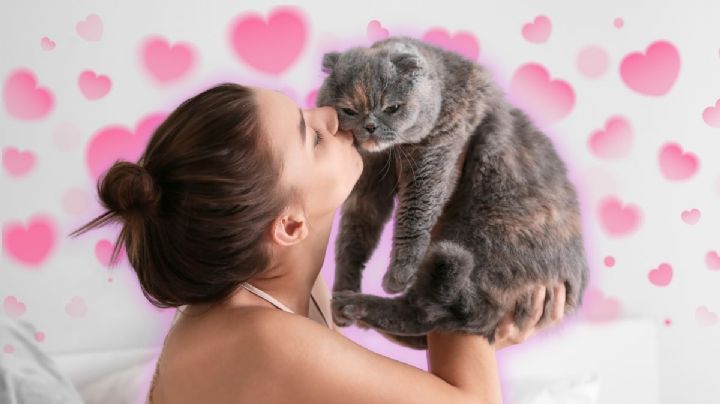 ¿Quieres saber si tu gato te ve como su mamá? Así puedes averiguarlo