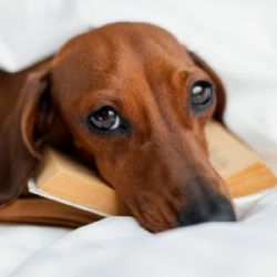 ¿Cómo afecta el aburrimiento a la salud y comportamientos de tu mascota? Esto dicen expertos