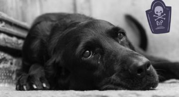 ¿Cómo reaccionan los perros y gatos a la muerte de otra mascota que era su compañero? Ayúdalos así