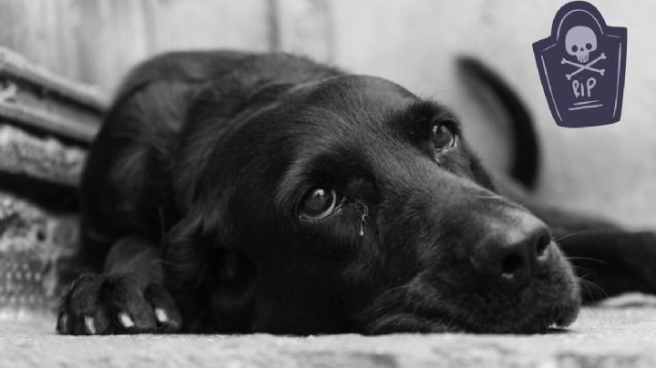 ¿Cómo reaccionan los perros y gatos a la muerte de otra mascota que era su compañero? Ayúdalos así