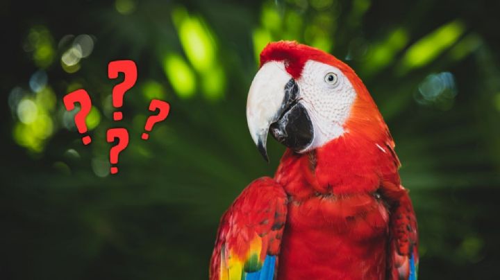 ¿Por qué no se recomienda tener animales exóticos como mascotas?