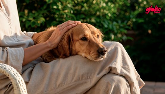 ¡Como Hachiko! Perrito 'abuelito' sigue esperando a su anterior dueña, pese a que ya murió