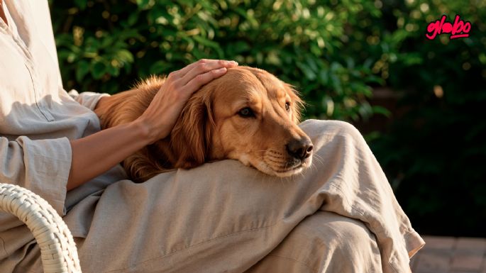 ¡Como Hachiko! Perrito 'abuelito' sigue esperando a su anterior dueña, pese a que ya murió