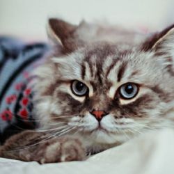 ¿Debo abrigar a mi gato en invierno? Así puedes saber si tu michi tiene frío y si debes taparlo