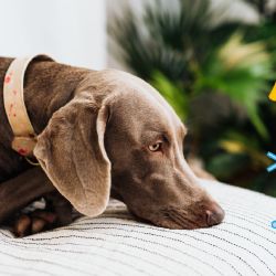 ¿A qué razas de perro sí hay que tapar en invierno? Estos lomitos pasan más frío de lo normal