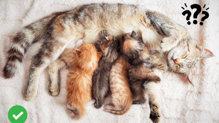 ¿Cuándo debo esterilizar a mi gata después de tener gatitos? Este es el tiempo recomendado