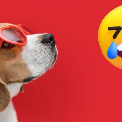 ¡Y no es IA! Perrito con lentes y sombrero pasea en motocicleta por Chignahuapan (VIDEO)