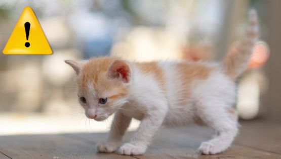 ¿Cómo diferenciar los maullidos de un gato? Esto significan los sonidos de tu michi