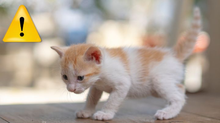 ¿Cómo diferenciar los maullidos de un gato? Esto significan los sonidos de tu michi