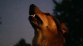 Foto ilustrativa de la nota titulada: ¿Por qué los perros aullan por las noches, significa algo malo?
