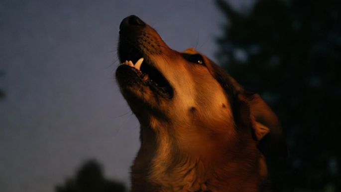 ¿Por qué los perros aullan por las noches, significa algo malo?