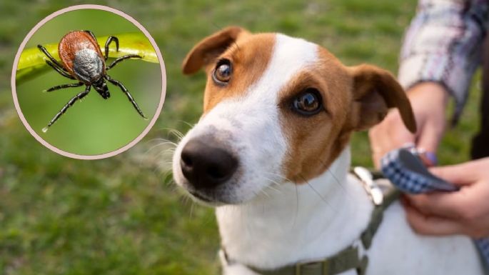 ¿Tu perro tiene pulgas? Conoce 6 remedios caseros para librarlo de estos parásitos