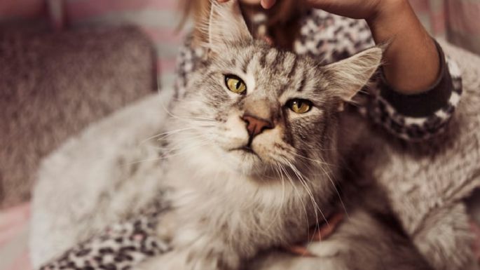 ¿Tu gato está resfriado? Conoce las causas, síntomas y 5 remedios caseros para curarlo