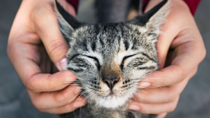 ¿Cómo cuidar de tu gato para que viva más años? Te damos algunos consejos clave