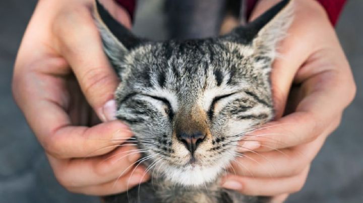 ¿Cómo cuidar de tu gato para que viva más años? Te damos algunos consejos clave