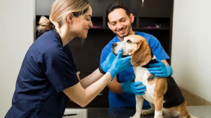 ¿Cuáles son las enfermedades de la piel más comunes en los perros?