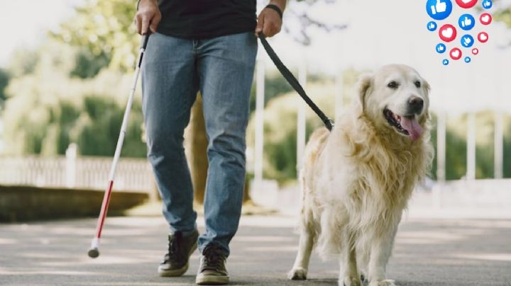 ¿Los pacientes del IMSS con perros de asistencia pueden tomar consulta con ellos?