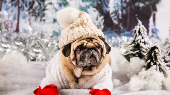 ¿Cómo proteger a tus perros y gatos del frío y los químicos de la calle en Invierno?