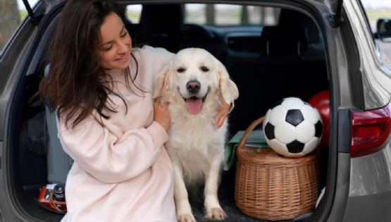 ¿Cómo viajar en auto con tu perro o gato? Consejos para un traslado seguro de tu mascota