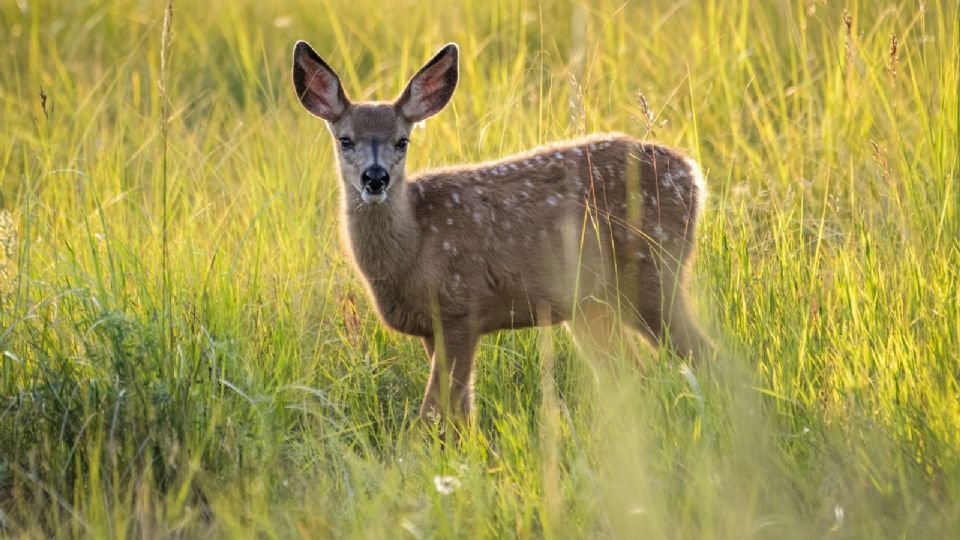 La enfermedad del ciervo zombie, ¿qué es y cómo se transmite?