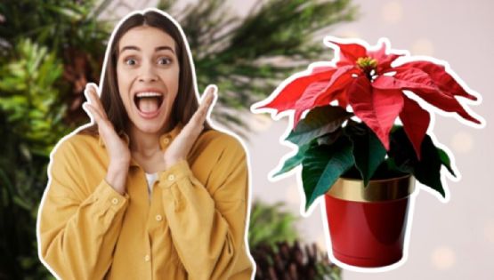 ¿Es verdad que las nochebuenas son tóxicas para perros y gatos? Cuida así a tus mascotas en Navidad