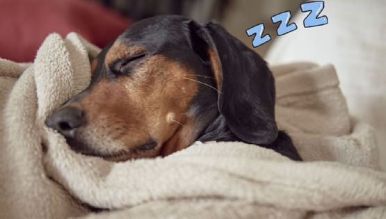 Estas son las 10 razas más flojas y perezosas de perros, ¿tienes uno de estos lomitos?