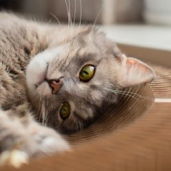 ¿Cuál es el nuevo color en los gatos que va en contra de la genética y la ciencia?