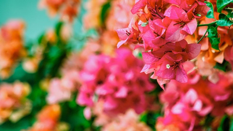 Trucos infalibles para cambiar el color de tus suculentas sin dañarlas