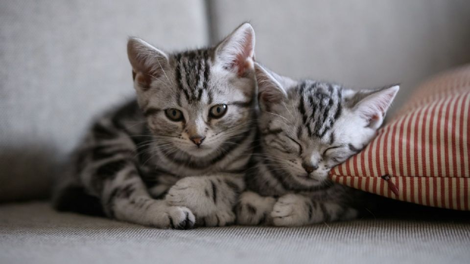 Día Internacional del gato: ¿Por qué los celebran?