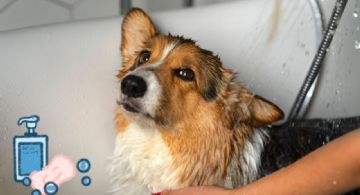 ¿Cómo debo bañar a mi perro en invierno? Consejos para que no se enferme tu lomito